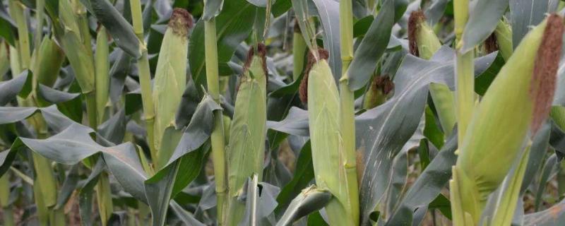 种植玉米的全过程（关于玉米的种植过程）