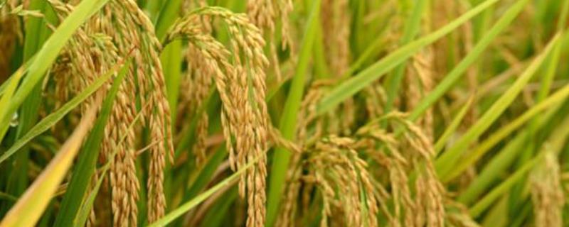 垦稻26水稻品种特征特性，附简介（水稻品种垦稻26产量怎么样）