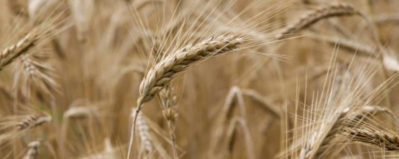 金穗116小麦品种介绍 金穗188小麦品种
