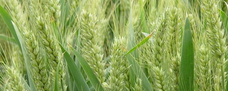 怀川916小麦品种（怀川916小麦品种销售）