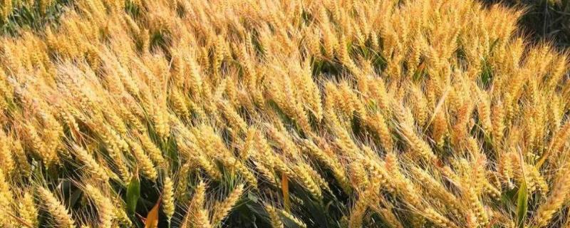 山农19小麦品种介绍 山农29小麦品种介绍
