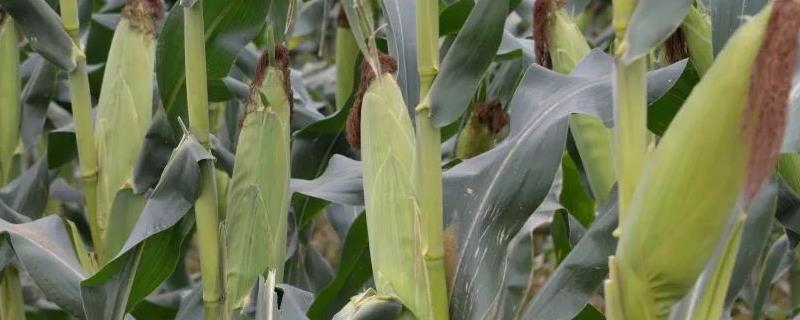 矮杆高产的玉米种子有哪些 矮杆高产玉米新品种
