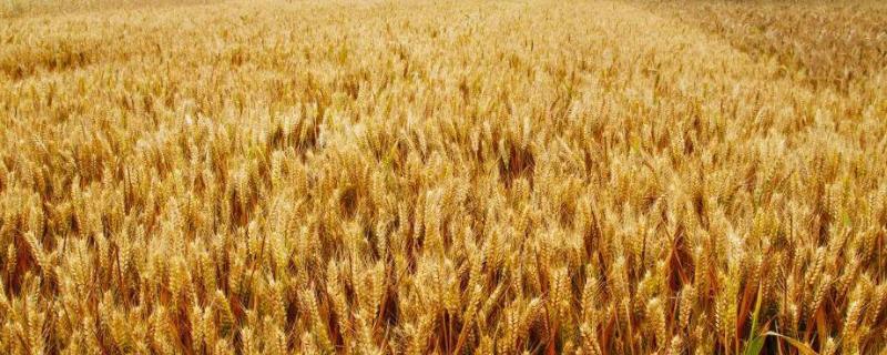 航麦501品种介绍 501是什么小麦品种