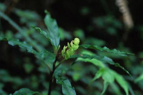 远志种植技术及亩收益