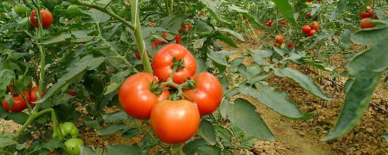 番茄如何种植，对温度有什么要求（番茄种植温度和湿度）