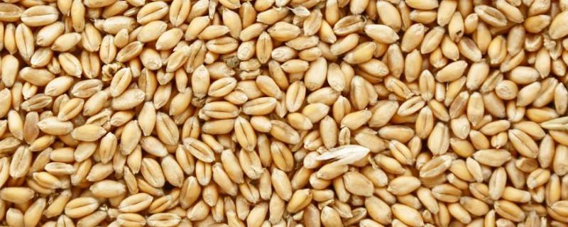 小麦种子怎么弄，子叶数目多少 小麦种子用量