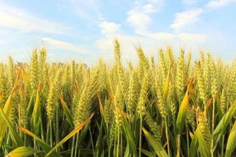 周麦28小麦品种介绍