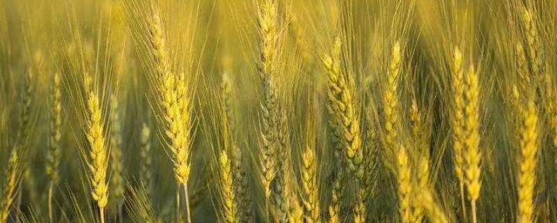 鹤麦601小麦品种的特征特性，附简介（鹤麦601小麦种子介绍）