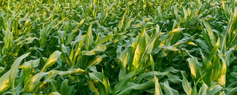 2100到2200积温玉米品种 2300到2400积温好玉米品种