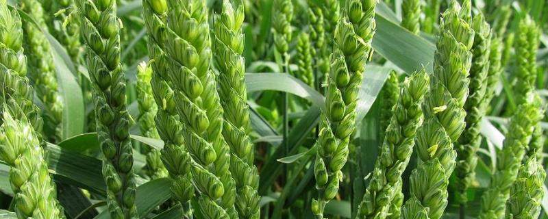 淮麦44小麦品种介绍（淮麦44小麦品种介绍及南阳种植时间）