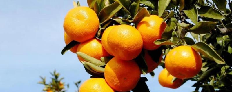柑橘花期用什么农药，可以施尿素吗