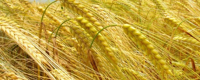 鲁研148小麦品种（鲁研148小麦品种特征）