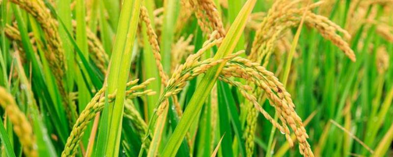 直播水稻种植技术与管理（直播水稻栽培技术）