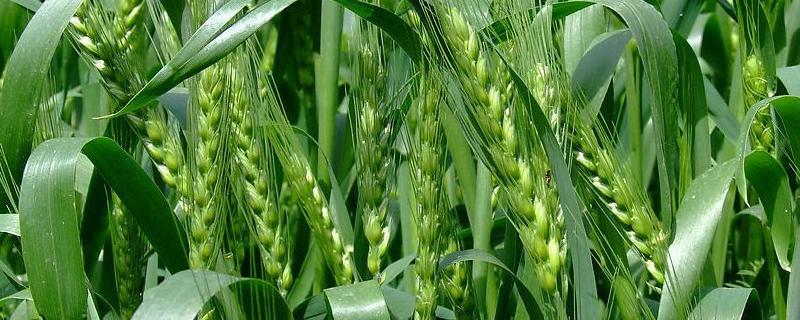 中麦578品种介绍，亩产量是多少（中麦578产量怎么样）