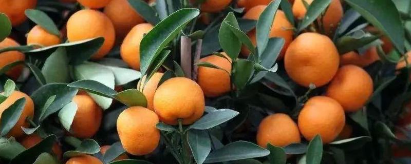 柑橘病虫害防治与用药 柑橘病虫害防治与用药防治
