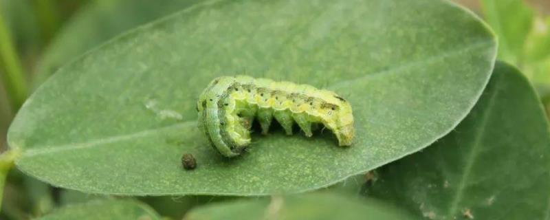 虱螨脲防治对象，附作用和使用方法 虱螨脲防治哪些害虫