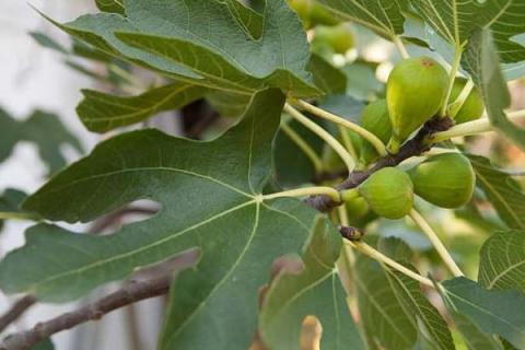 无花果露天种植技术与管理