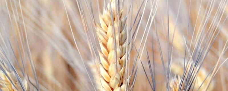 菏麦22小麦品种介绍 菏麦21小麦品种