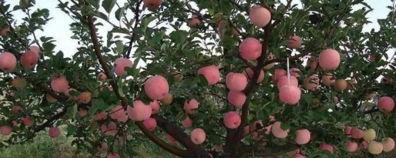 苹果亩产量一般多少斤，附种植方法 苹果亩产量多少公斤