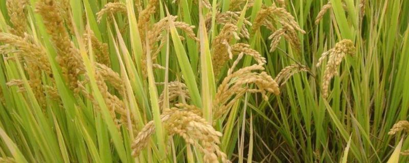 扬粳5118水稻品种（扬粳5118水稻品种旱种早长可以吗）