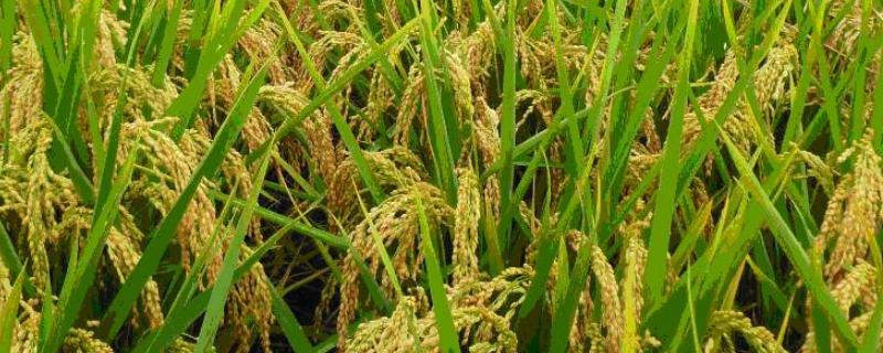 2021年水稻主推品种（2021年水稻种子主推品种）