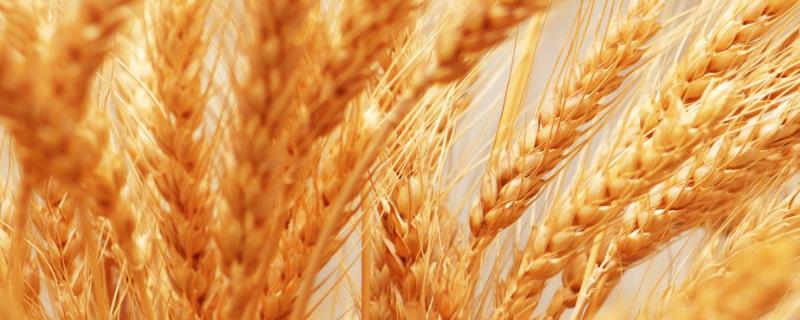 洛旱11小麦品种介绍（洛旱12小麦种子简介）