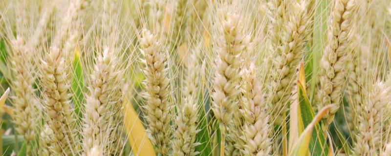 周麦30小麦品种介绍 周麦20小麦品种介绍