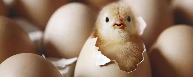 鸡胚是什么，适宜的孵化温度是多少（鸡胚的最适宜孵化温度是）