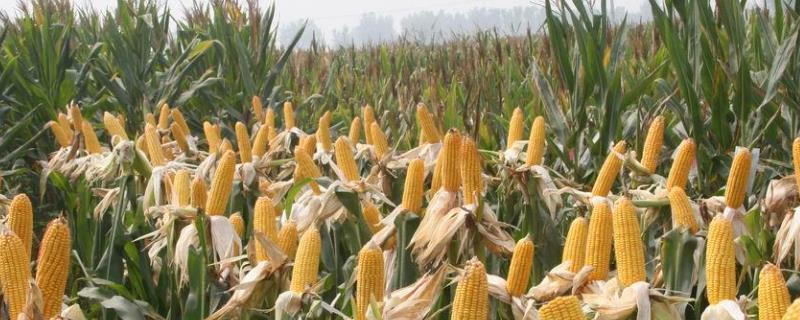 优质玉米种（优质玉米种子公司全国500强排行榜）