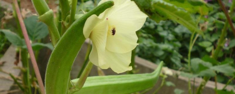黄秋葵温室种植技术，附管理方法 黄秋葵大棚种植