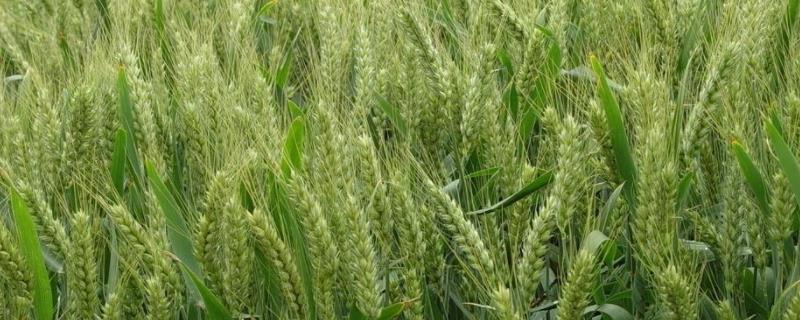 小麦生长周期，一亩地能产2000斤吗 小麦生长周期,一亩地能产2000斤吗视频