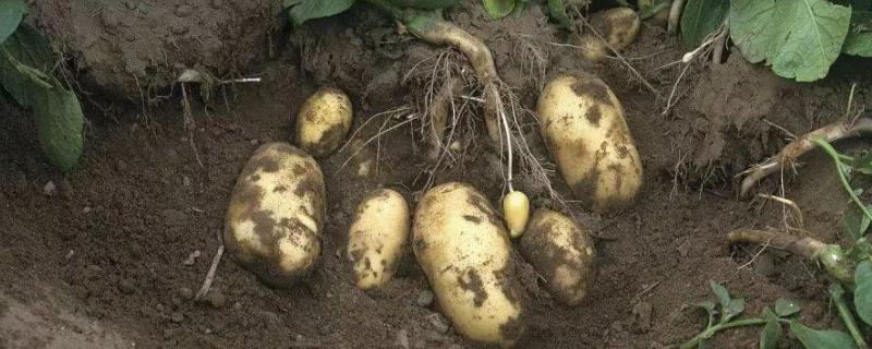 土豆种植技术，土豆发芽了还能吃（土豆发芽了还能种植吗）