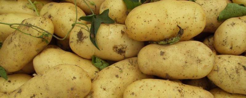 土豆的种植技术及施肥方法 土豆种植技术和施肥