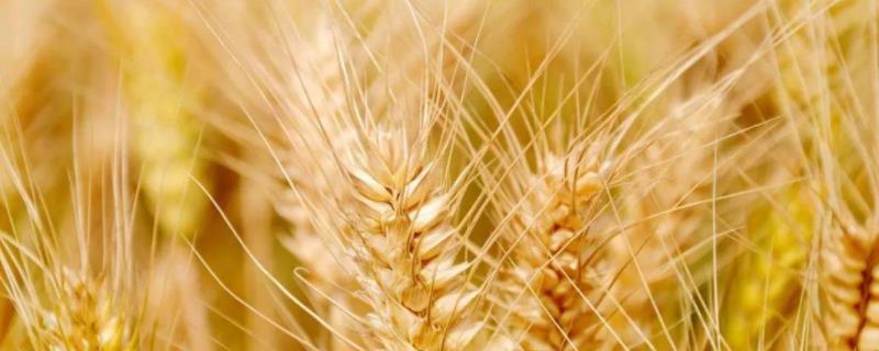 矮杆高产小麦品种 矮杆高产小麦品种介绍