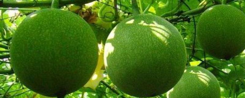 瓜蒌种植的成本和效益，附种植方法 瓜蒌种植效益及前景