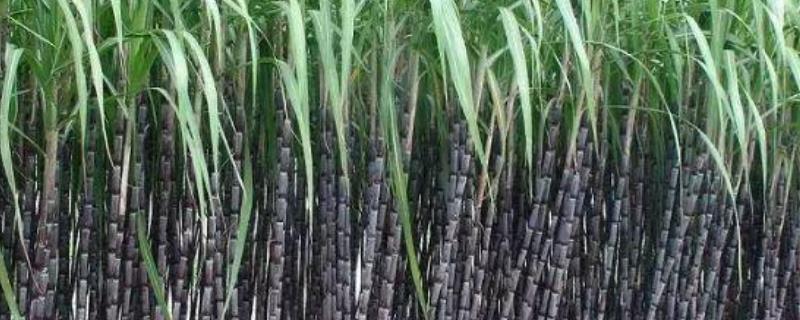 甘蔗种植时间和方法，如何管理 甘蔗种植时间和方法,如何管理土壤