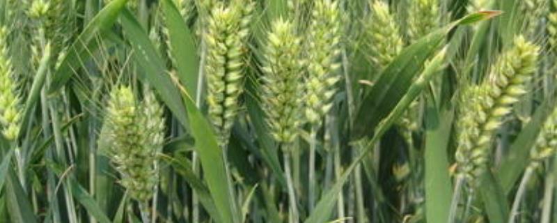 喜麦199小麦品种（喜麦199小麦品种的价格）