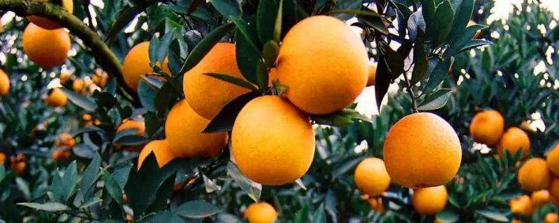 春季柑橘要打什么农药，怎么施肥 春季柑橘要打什么农药,怎么施肥最好