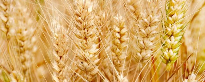 西农668小麦品种介绍（西农1376小麦品种）