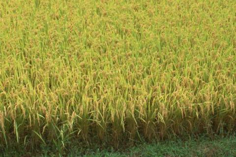 抗倒伏高产水稻品种