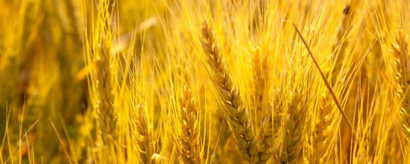 艾麦24小麦品种特征特性 爱麦1号小麦种子