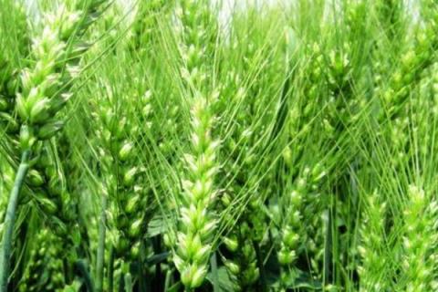 菏麦25小麦品种介绍