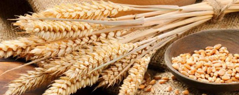 小麦种子测试芽率流程，如何催芽（小麦种子测试芽率流程,如何催芽的）