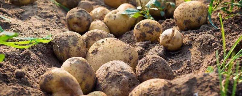 土豆的种植技术，发芽了还能吃吗 土豆的种植技术,发芽了还能吃吗