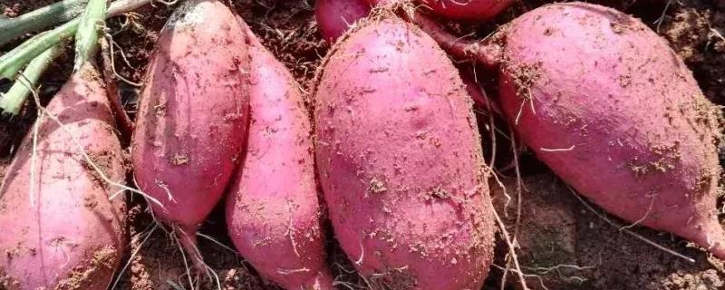 红薯专用肥料，用什么肥料做底肥 红薯用什么底肥好