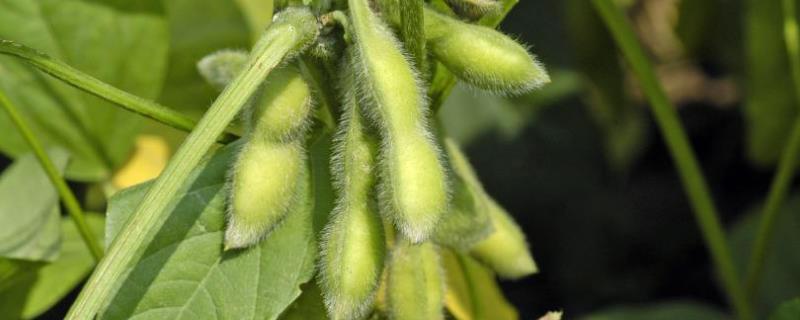 大豆种植技术与管理，大豆生长周期 大豆生长周期时间表