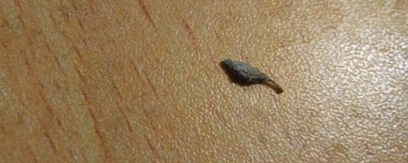 为什么床上有衣蛾幼虫，怎么消灭 为什么床上有衣蛾幼虫,怎么消灭呢