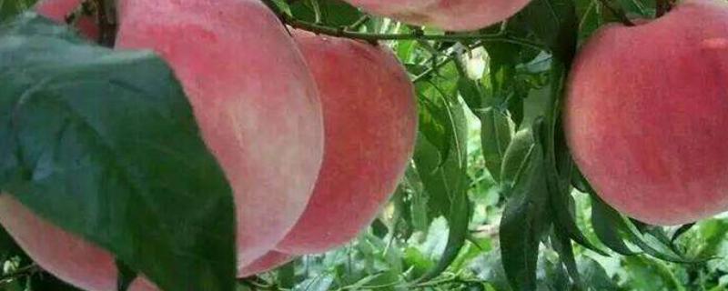 中桃5号什么时候成熟，品种介绍