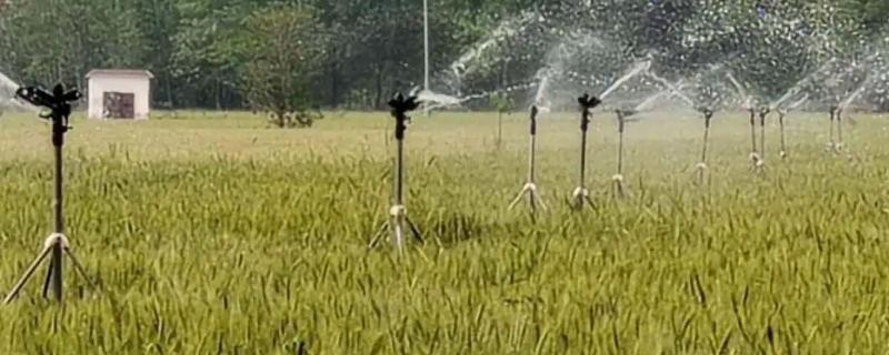 小麦灌浆是什么意思,灌浆期下雨好吗