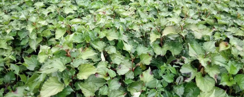 鱼腥草种植时间和种植方法 鱼腥草种植方法及季节